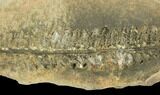 Fossil Fern (Pecopteris) Pos/Neg - Mazon Creek #121047-1